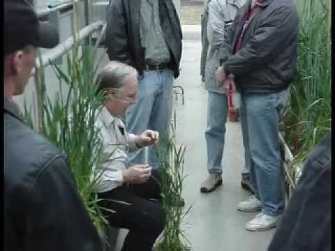 Self-Pollinated Crop Breeding ...