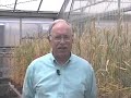 Self-Pollinated-Crop