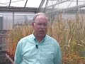 Self-Pollinated-Crop