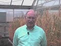 Self-Pollinated-Crop