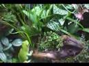 Tree frog feeding Tree frog feeding