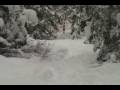 My first snowshoe hare
