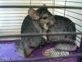Chinchilla Squeaking Chinchilla Squeaking