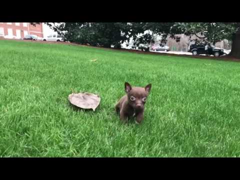 Daisy is a beautiful Chocolate colored Chihuahua