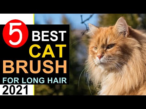 Best Brush for Cats 2021 🏆 Top 5 Best Brush for Cats with Long Hair Reviews