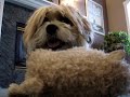 かわいい犬動画
