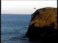 Klippenspringer