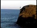 Klippenspringer