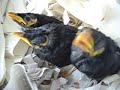 3birds