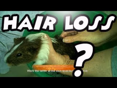 how to treat guinea pig mites