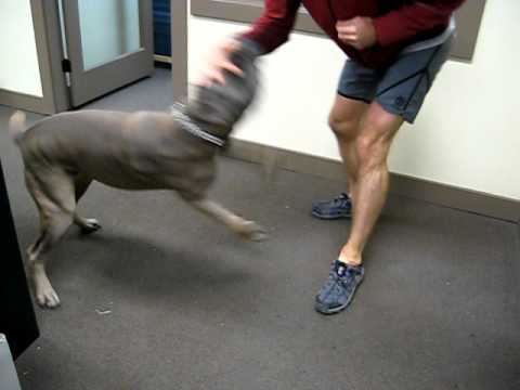 cane corso