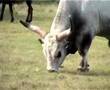 635 magyar szürke bika legel, Hortobágy Gray cattle bull