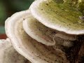 Part 1 (1/2): AUTUMN - HERFST / Erik Satie Gnossienne 1 - Mozart Pianosonate 11 - playing: Klara Wurz  (PLEASE WATCH ALSO PART 2. LINK IN THE INFO.)