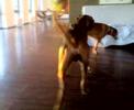 Spelen