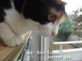 近所の猫を見て驚く猫 - Neighbors Cats