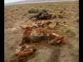 Our Land, Our Life