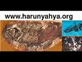 YA?AYAN FOS?L COELACANTH BULUNDU