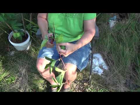 how to tell if purple passion fruit is ripe