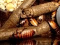 ?v�by-gromphadorhina portentosa