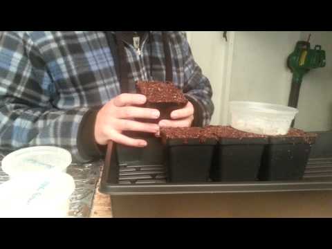 how to transplant seedlings after germination