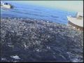 pescando sardina en la bocana bcs
