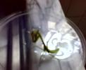 Mantis nymph eating Crab spider Mantis nymph eating Crab spider