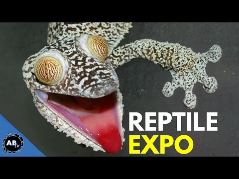 YouTube reptile video