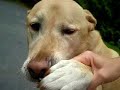 Dog got into mouse glue trap