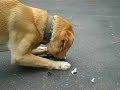 Dog got into mouse glue trap