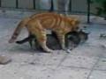 gatos cogiendo