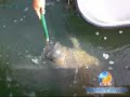 El Manati \"PIMPO\" en Fajardo