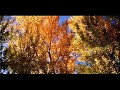 Autumn Leaves By Jonathan Lacayo and Mariana Rosillo