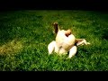 Burger King Chicken Love Story