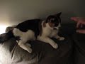 Lucy Kitty's Motorcycle Ears