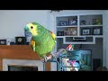 Ricco My Parrot talking.