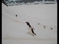 Gentoos penguins - 1