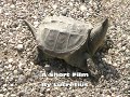 The Snapping Turtle