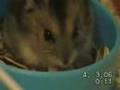 Hamsters