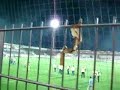 SV Ried - Red Bull Siezenheim