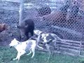 Catahoula Training 4 month old pups