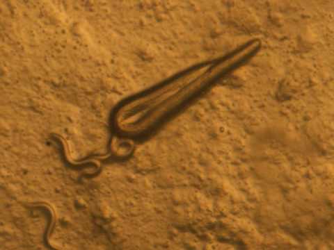 how to isolate nematodes from soil