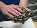 Fire Ball Python Fire Ball Python