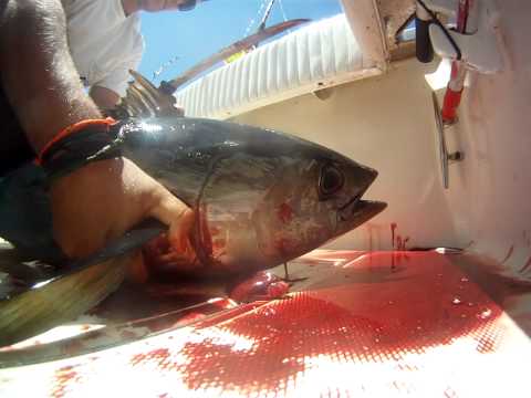 how to bleed out a tuna