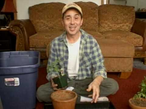 Transplant tip for MAXIMUM seedling growth