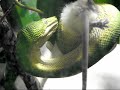 ETB Eats 2 Mice!!! ETB Eats 2 Mice!!!