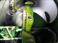 ETB Eats 2 Mice!!!