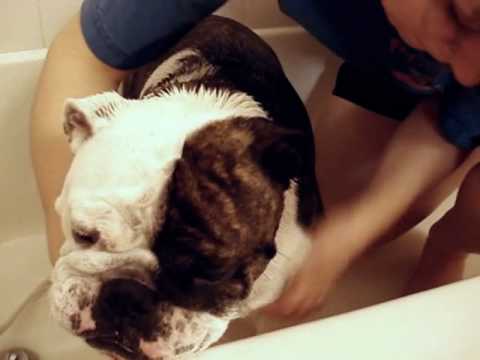 how to care bulldog