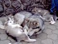 Alaskan malamute-puppies