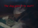 Kally the theif! with funny kally pics! Featuring AEROSMITH!