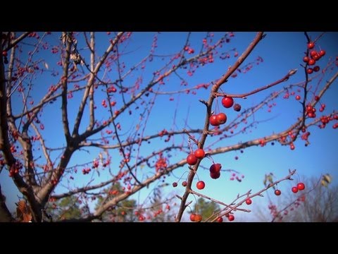 how to take care of apple trees
